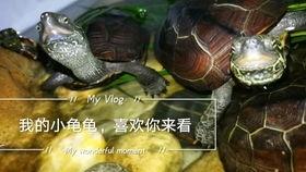 乌龟塌房爆料视频大全,独家爆料视频大盘点  第2张