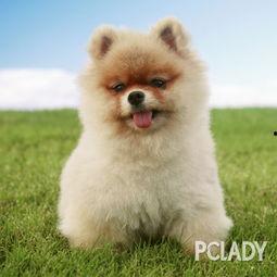 博美爆料新闻报道视频播放,揭秘视频播放背后的真相 第1张 博美爆料新闻报道视频播放,揭秘视频播放背后的真相 第1张